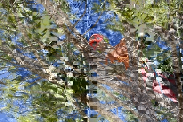 Man Through Branches Pruning Tree