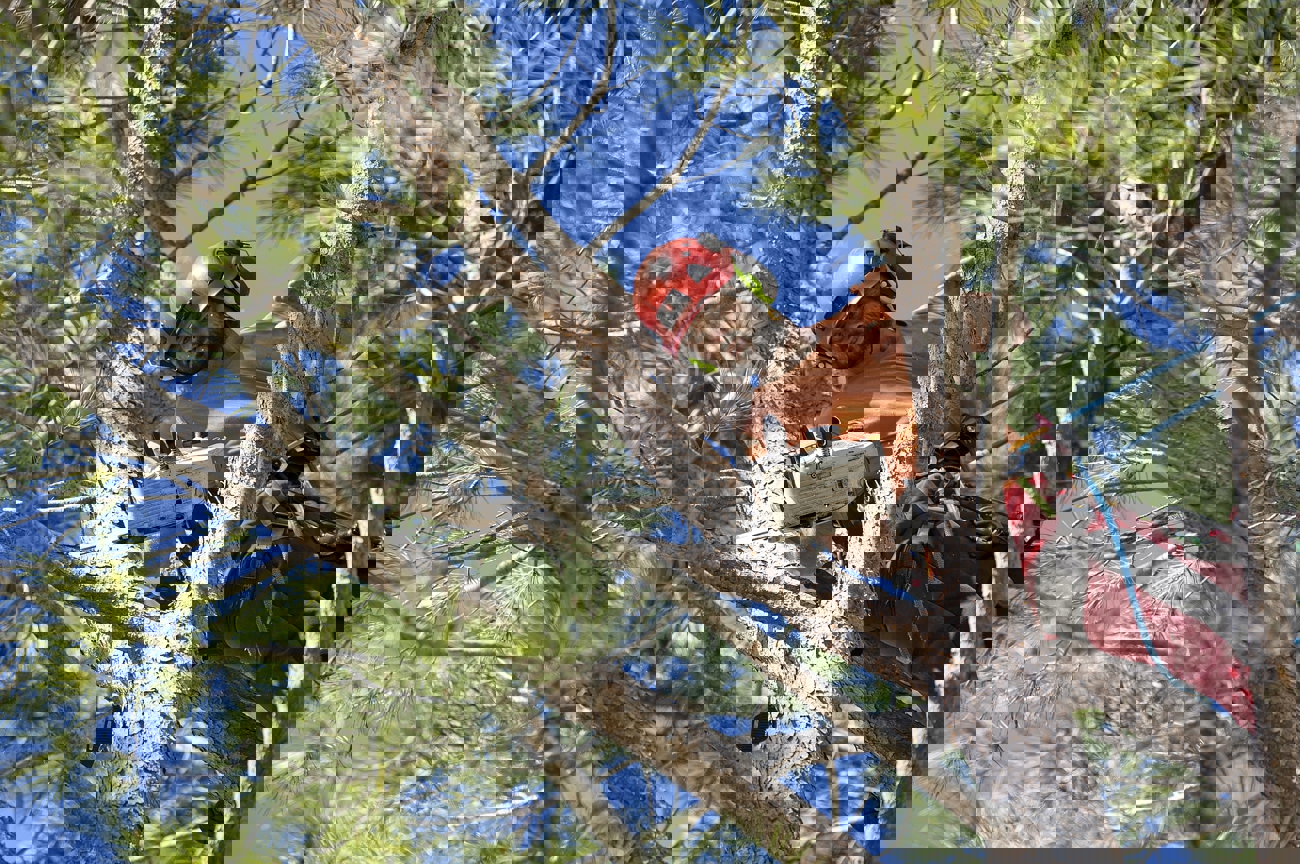 Man Through Branches Pruning Tree