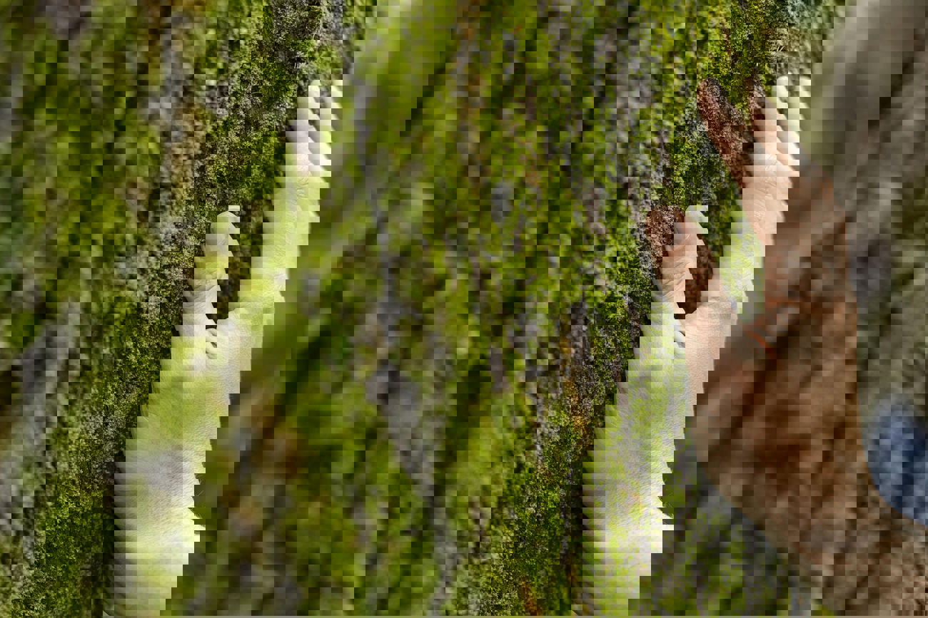 Hand Touching Tree Moss Close Up