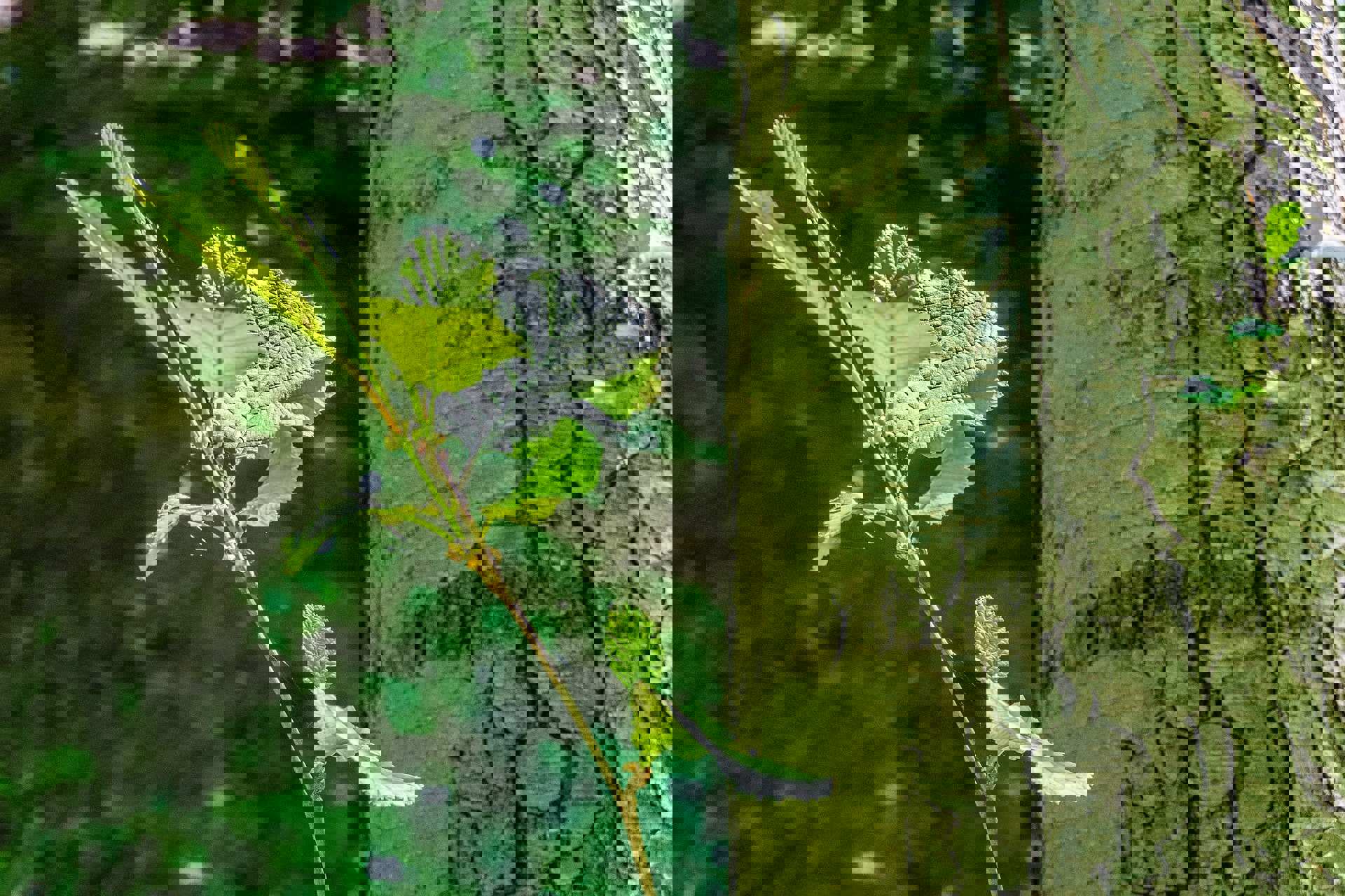 Closeup Shot Tree Branch With Green Leaves Forest